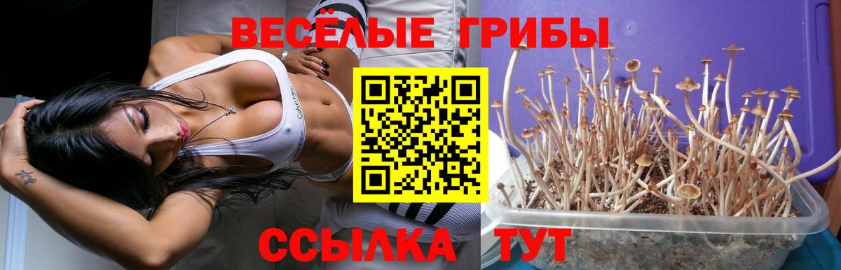 Псилоцибиновые грибы Cubensis  Вход с VPN  Похвистнево 